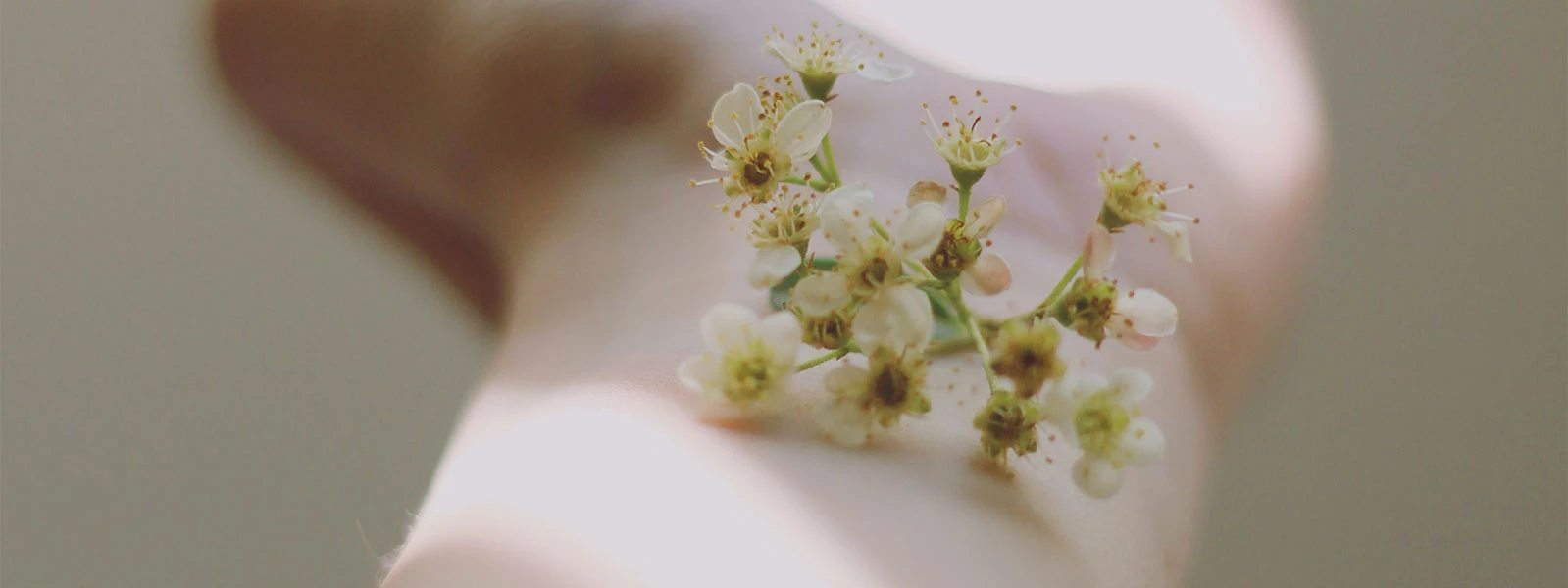 Blüten als Sinnbild für pflanzliche Bestandteile der Enzymtherapie